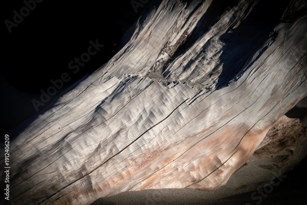 Obraz 流れついた流木