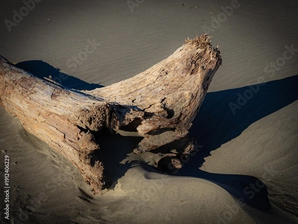 Obraz 流れついた流木