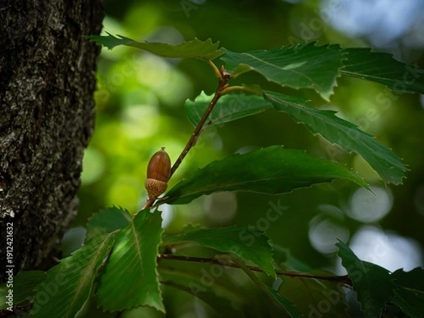Obraz どんぐりの実