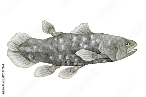 Obraz シーラカンス　シーラーカンス　深海魚 深海生物　水彩 イラスト