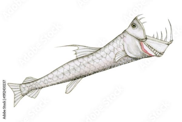 Obraz ホウライエソ エソ　深海魚 深海生物　水彩 イラスト