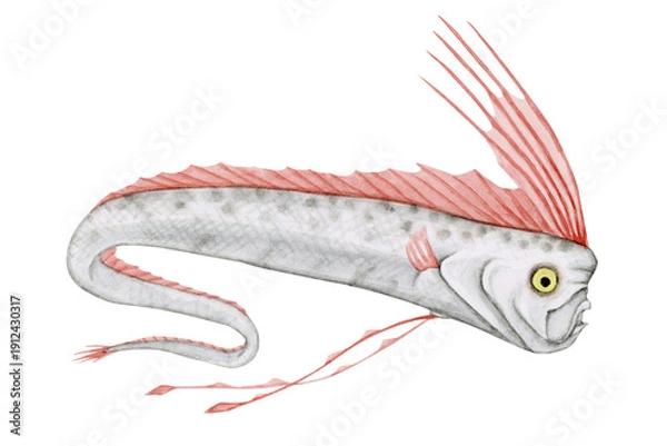 Obraz リュウグウノツカイ　深海魚 深海生物　水彩 イラスト