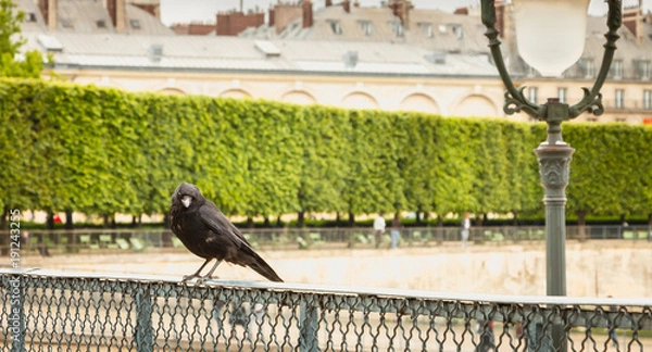 Obraz black bird on a grid in a garden