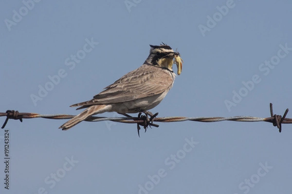 Fototapeta Horn Lark