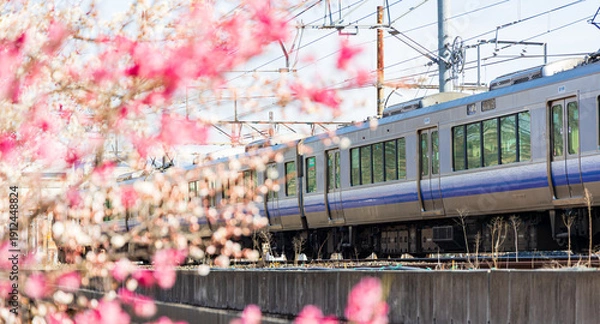 Obraz 梅小路公園から見る梅と電車