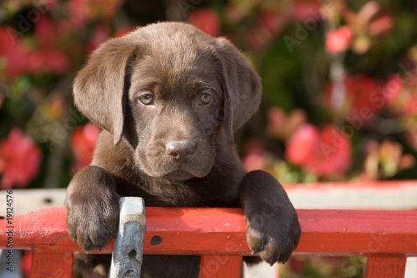 Obraz Labrador Welpe