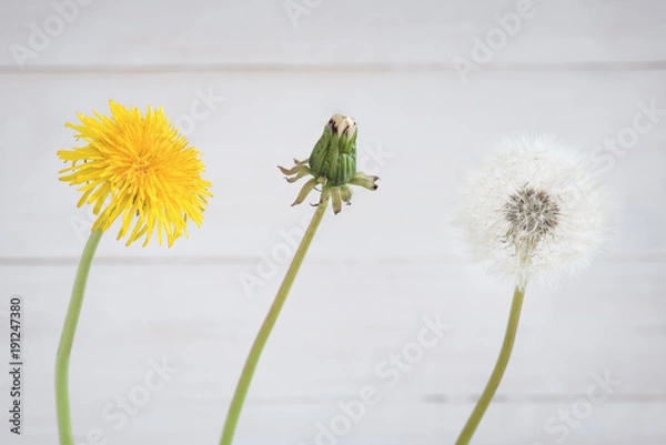 Obraz Rozwój mniszka lekarskiego w trzech fazach