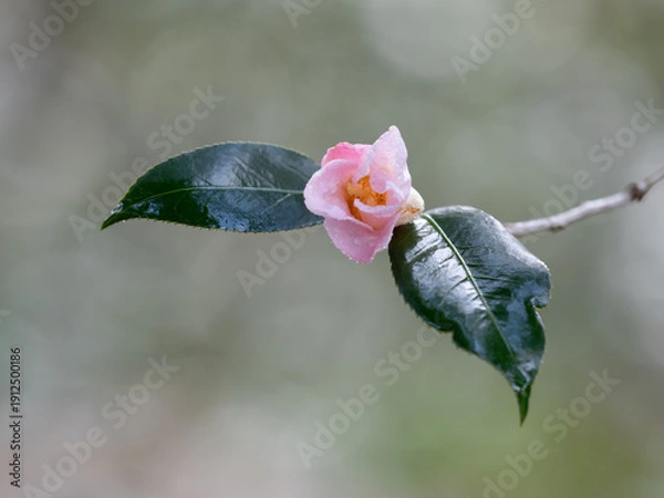 Obraz 可憐な淡紅色の数寄屋椿