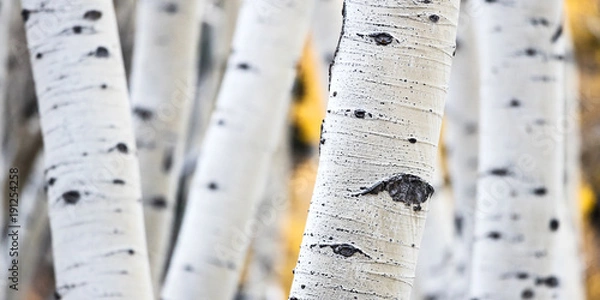 Fototapeta Aspen Trunks