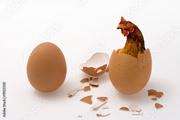Obraz Chicken or Egg