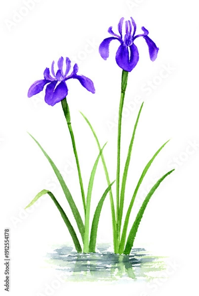Fototapeta 水面に咲くカキツバタの水彩画　アナログ手描き