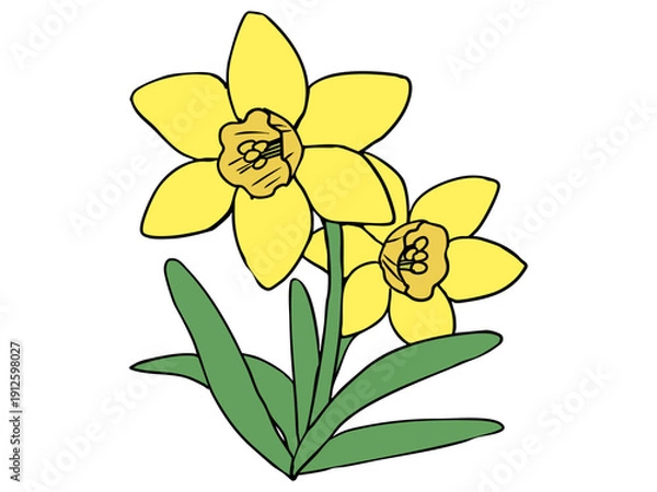 Obraz スイセン 黄色 イエローラッパ