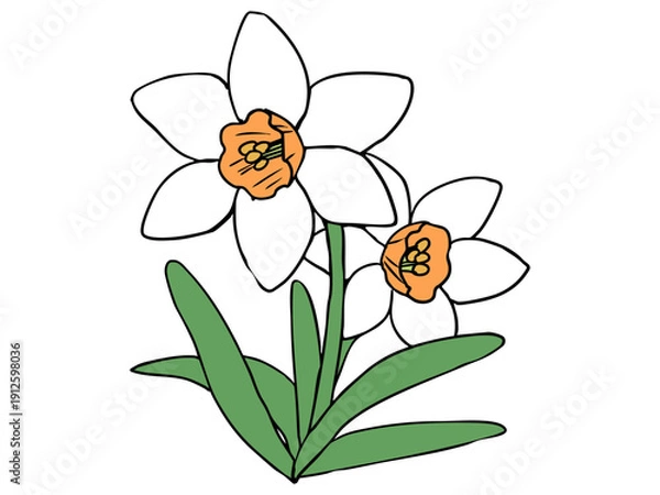 Obraz スイセン 白色 オレンジラッパ 