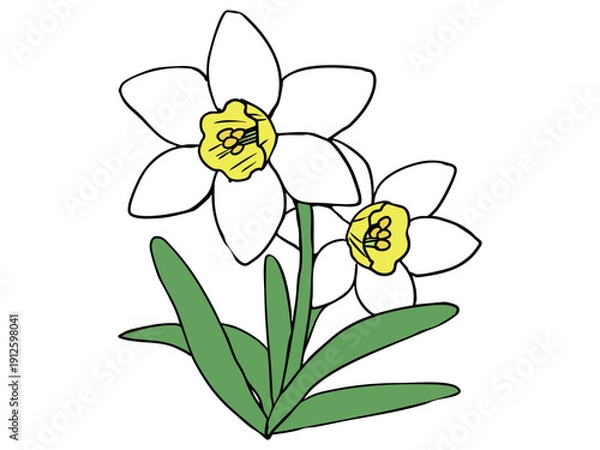 Obraz スイセン 白色 イエローラッパ 