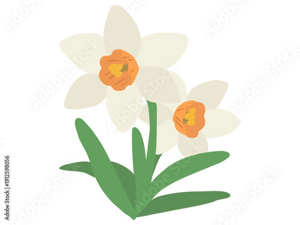 Obraz スイセン 白色 オレンジラッパ 主線なし