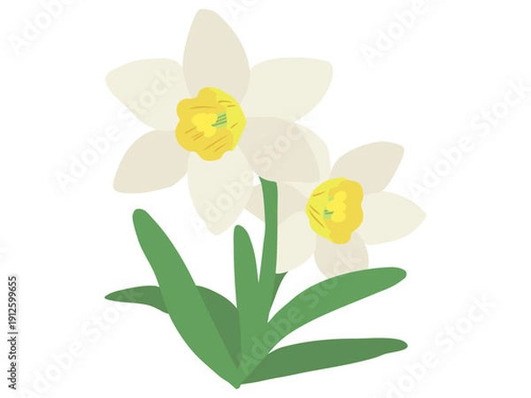 Obraz スイセン 白色 イエローラッパ 主線なし