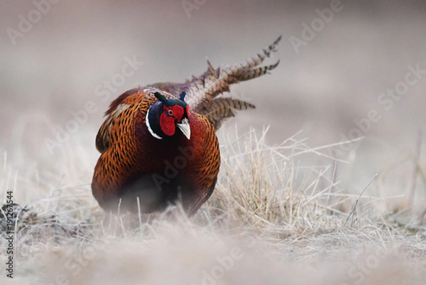 Fototapeta Ringneck Pheasant (Phasianus colchicus)
