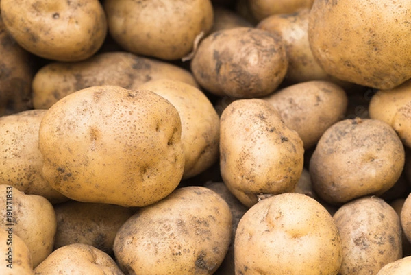 Obraz 土のついたジャガイモ