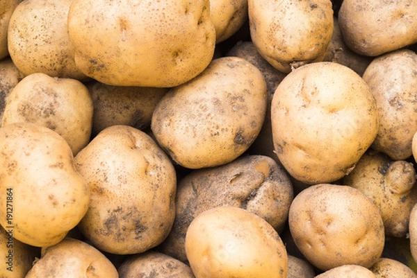 Obraz 土のついたジャガイモ