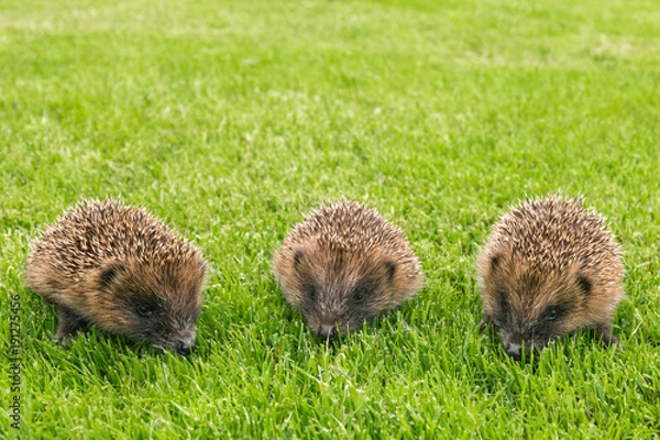 Fototapeta closeup of three baby hedgehogs searching for food on grass