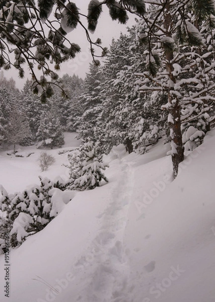 Obraz snow covered trees in winter
