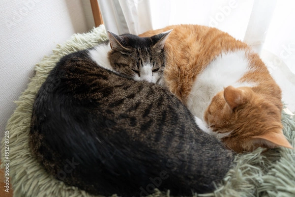 Fototapeta 窓辺で眠る可愛い二匹の猫