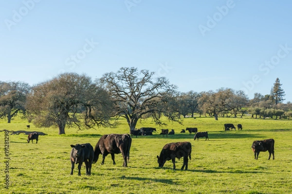Fototapeta Cattle in pasture with Oak trees. Sonoma County, California.