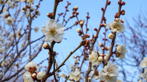Obraz 青空と梅の花