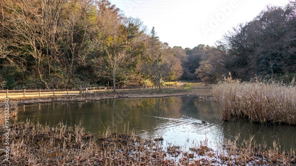 Obraz 池のある公園