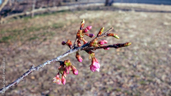 Obraz 早春の河津桜