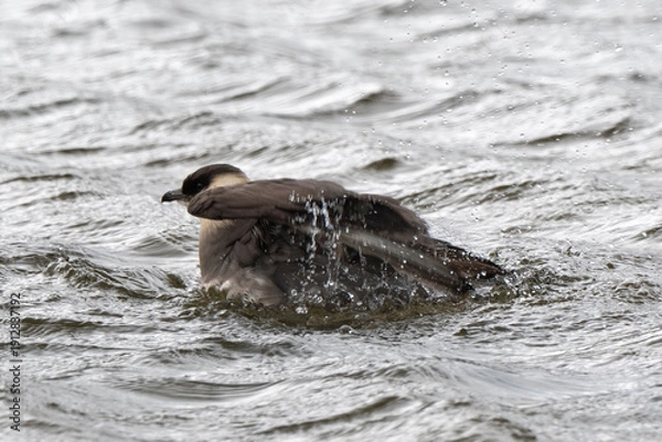 Fototapeta Labbe parasite