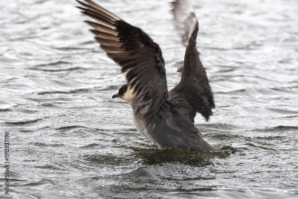 Fototapeta Labbe parasite