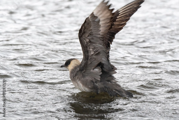 Fototapeta Labbe parasite