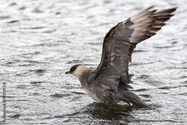 Fototapeta Labbe parasite