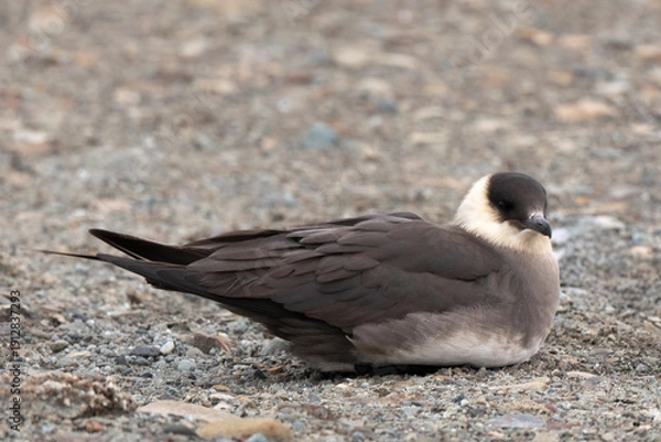 Fototapeta Labbe parasite