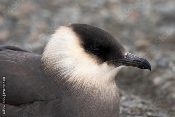 Fototapeta Labbe parasite
