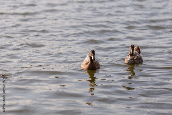 Fototapeta Ducks are swimming in the pond At the park. Duck is swimming for food in the morning.