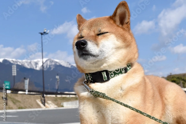 Obraz 柴犬・背景雪山