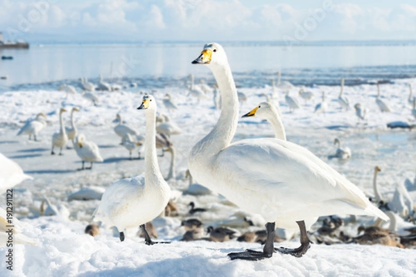 Fototapeta 快晴の越冬地で佇む白鳥