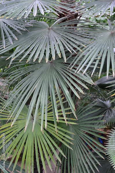 Obraz Trachycarpus Palme