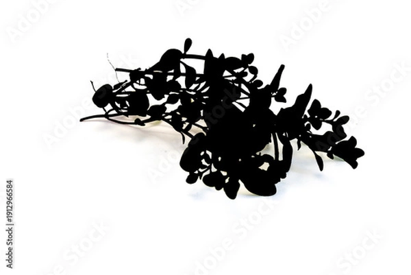 Obraz Florale Grafik schwarz weiß