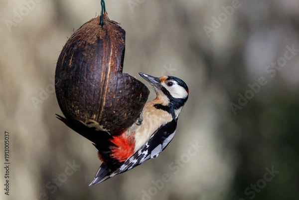 Fototapeta Buntspecht (Dendrocopos major) Männchen