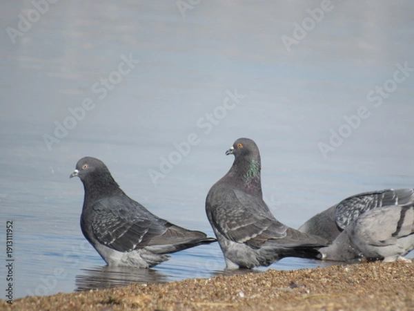 Obraz pigeons on the beach