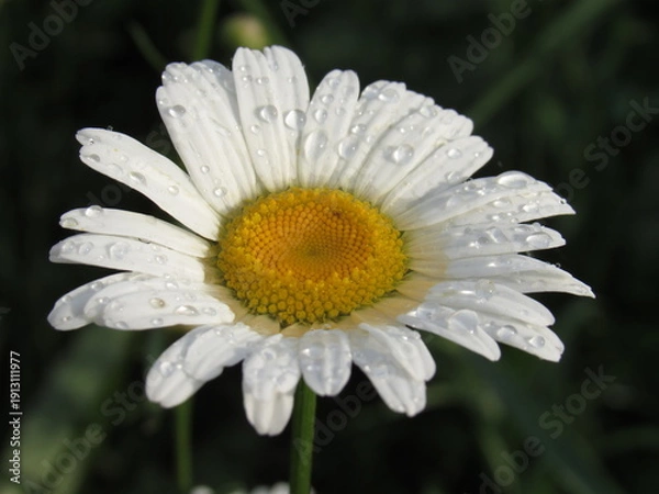 Obraz white daisy flower
