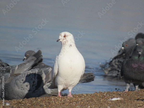 Obraz pigeons on the beach