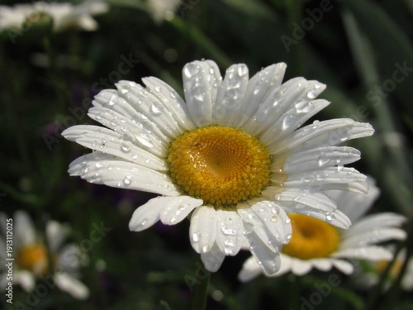 Obraz white daisy flower