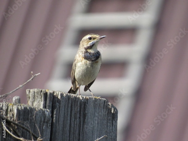Obraz great tit parus major