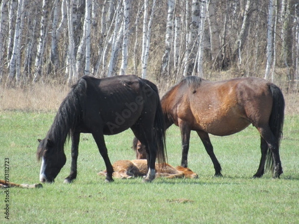 Obraz horses on the meadow