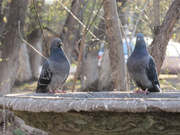 Obraz pigeon on a branch