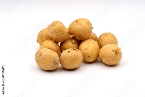 Fototapeta Sprouted Potatoes on a Seamless White Background